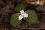 Painted trillium